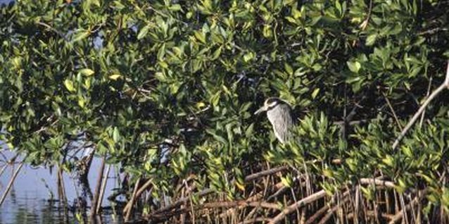 Gary Faber/Digital Vision/Getty Images Mangroves form unique coastal ecosystems, home to many rare and endangered species.
