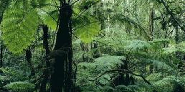 Digital Vision./Digital Vision/Getty Images Grow tree ferns for a tropical rainforest ambiance.
