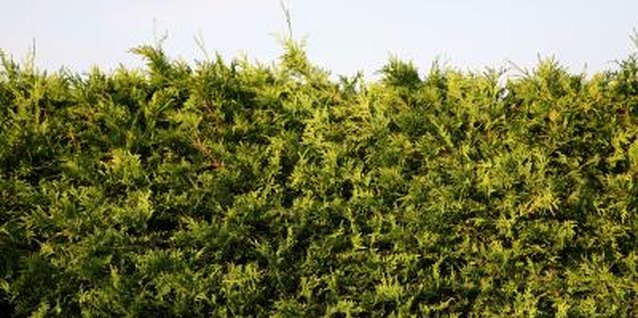 Jupiterimages/Photos.com/Getty Images Cedar is often used for hedges.