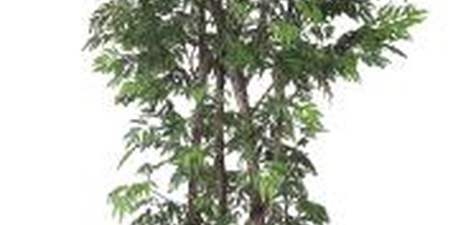 Hemera Technologies/PhotoObjects.net/Getty Images Whiteflies target both indoor and outdoor ficus plants.