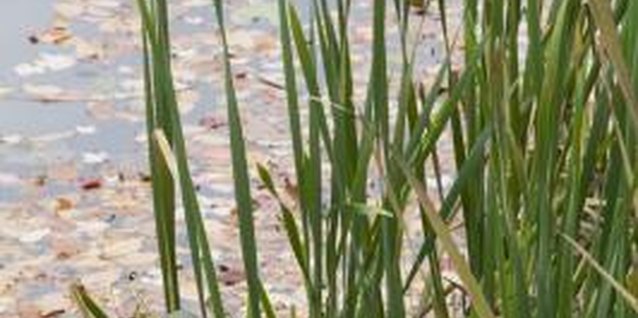 Comstock Images/Comstock/Getty Images Pond plants provide habitat and food for wildlife.