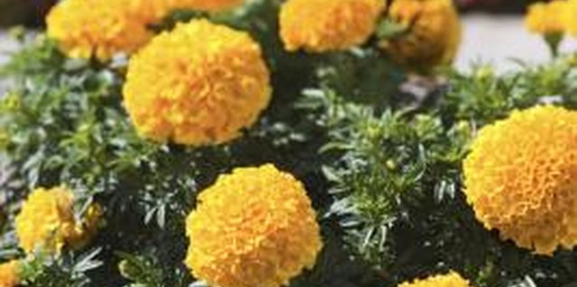 Thinkstock/Comstock/Getty Images Trimming improves the health and appearance of marigolds.