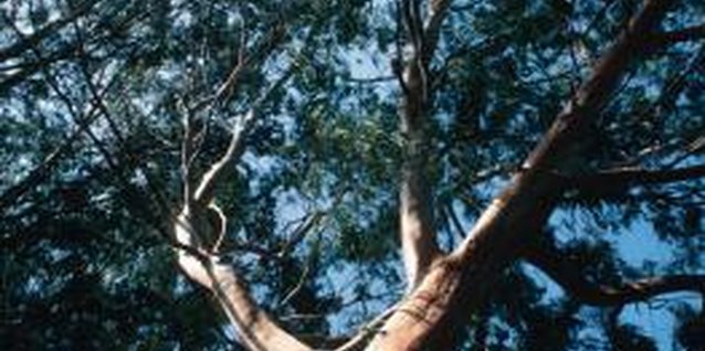 Hemera Technologies/Photos.com/Getty Images Plant when the ground is moist and try not to disturb gum tree roots.