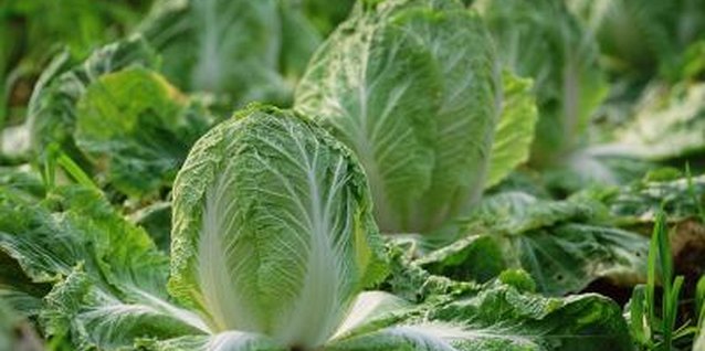 Jupiterimages/Photos.com/Getty Images Peter Chan plants three rows of lettuce 12 inches apart on top of a raised bed.
