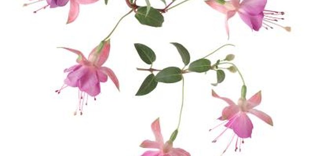 Brand X Pictures/Brand X Pictures/Getty Images There are over 100 species of fuchsia, but most modern varieties are hybrids of just a select few.