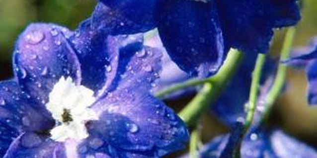 Jupiterimages/Photos.com/Getty Images "Giant Imperial" larkspurs (Consolida ajacis) thrive in U.S. Department of Agriculture plant hardiness zones 2 through 11.