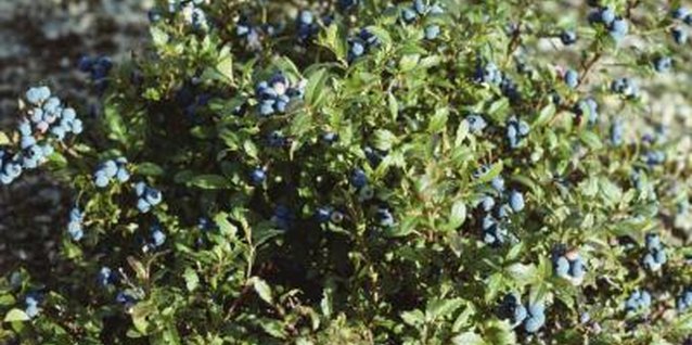 Jupiterimages/liquidlibrary/Getty Images Blueberry bushes can be used as landscape shrubs or hedges.