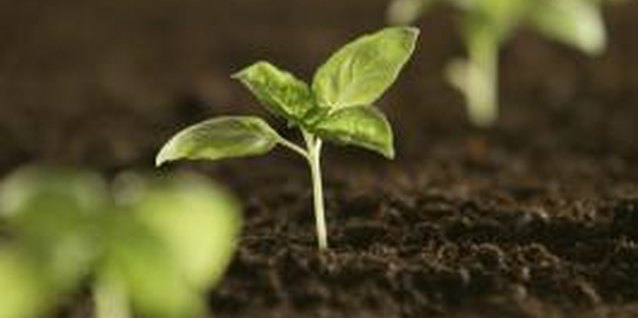 Comstock Images/Comstock/Getty Images Direct planting outdoors puts young seedlings at the mercy of the weather.