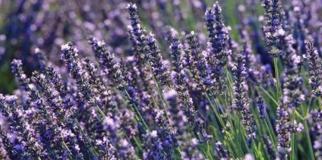 Goodshoot/Goodshoot/Getty Images "Provence Blue" has intensely fragrant flowers.