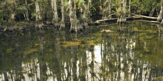 Thinkstock/Comstock/Getty Images Punk trees are classed as noxious weeds in the state of Florida.