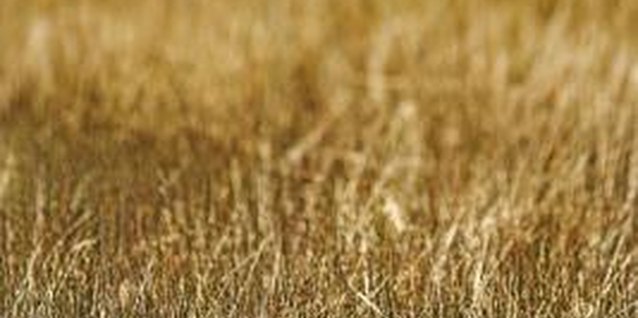 Jupiterimages/Comstock/Getty Images Extended periods of hot weather and limited rainfall can dry out the grass above the drain lines.