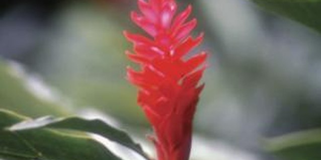 Medioimages/Photodisc/Photodisc/Getty Images Ginger flowers complement the broad, evergreen foliage.