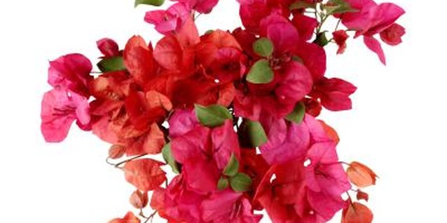 Brand X Pictures/Brand X Pictures/Getty Images Don't baby your bougainvillea or it may never bloom.