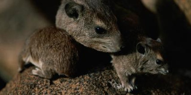 Anup Shah/Photodisc/Getty Images Rat burrows are commonly found in gardens.