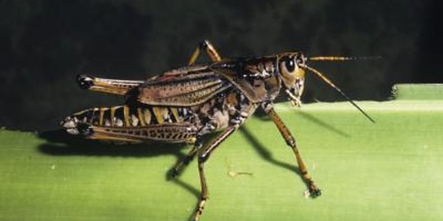 Tom Brakefield/Stockbyte/Getty Images Oils stop pests from munching on your plants.