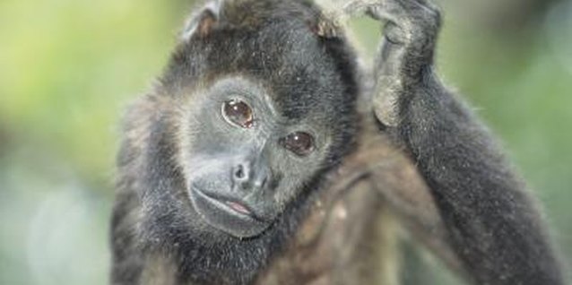 Tom Brakefield/Stockbyte/Getty Images Give your human monkey a real adventure.