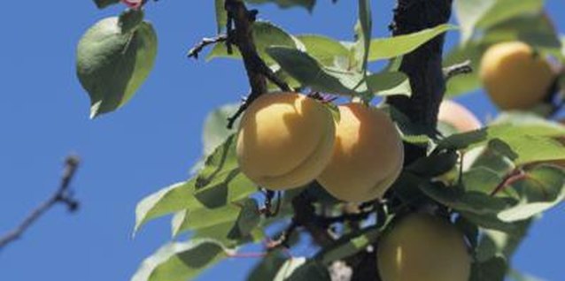 Tom Brakefield/Stockbyte/Getty Images Apricots are delicious fresh, canned or dried, and in pies, cakes or cobblers.