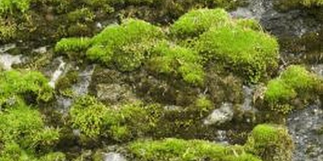 Photodisc/Photodisc/Getty Images Gather moss growing in similar conditions for best results.