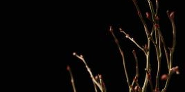 Thomas Northcut/Digital Vision/Getty Images Tree branches create the base for easy DIY centerpieces.