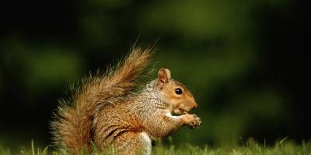 David De Lossy/Digital Vision/Getty Images Once they've developed a taste for tomatoes, squirrels can be difficult to dissuade.