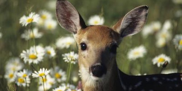 Tom Brakefield/Stockbyte/Getty Images Deer are cute, but less so when they’re eating your plants.
