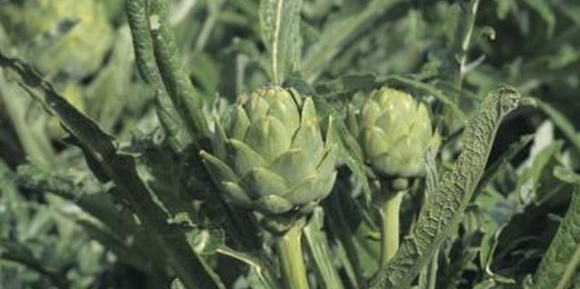 Tom Brakefield/Stockbyte/Getty Images Natural and organic ant control leaves your artichokes pest-free and safe to eat.