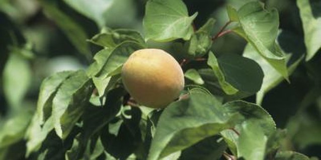 Tom Brakefield/Stockbyte/Getty Images Apricots bloom on bare branches in early spring and have dainty, spade-shaped leaves.