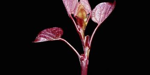 Ryan McVay/Lifesize/Getty Images Redbuds have colorful new growth in spring and brilliant yellow foliage in fall.