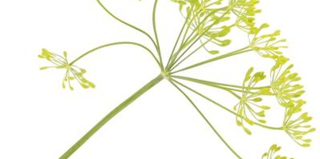 PhotoObjects.net/PhotoObjects.net/Getty Images Dill flowers form a loose, umbrella-like head.