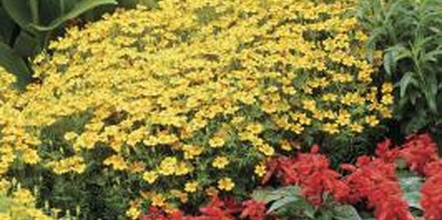 Medioimages/Photodisc/Photodisc/Getty Images Red salvia blooms for the entire summer.