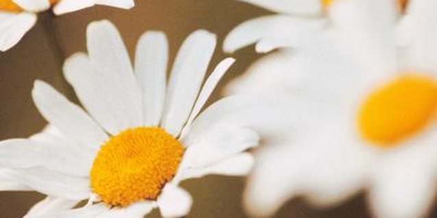 Comstock/Comstock/Getty Images Shasta daisy offers butterflies a rich nectar supply in the flower's eye.