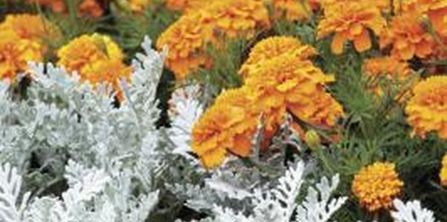 Medioimages/Photodisc/Valueline/Getty Images Dusty miller combines well with bright orange marigolds.