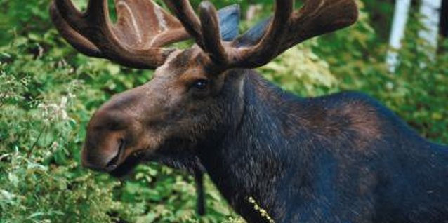 Jupiterimages/Photos.com/Getty Images Moose are the largest animals of the deer species.