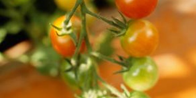 Ryan McVay/Stockbyte/Getty Images Staking tomato plants reduces risk of infection from soil-borne pathogens.