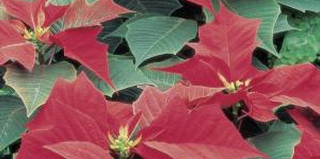 Liquidlibrary/liquidlibrary/Getty Images Whiteflies feeding on poinsettias can cause white stem.