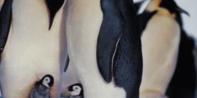 Jupiterimages/Photos.com/Getty Images Toddlers can learn about penguins through crafting.
