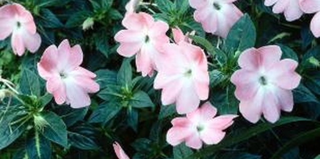 Jupiterimages/Photos.com/Getty Images Individual vinca blooms resemble phlox flowers.