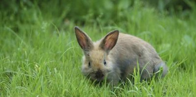 Hemera Technologies/Photos.com/Getty Images A wide range of animals love your vegetables
