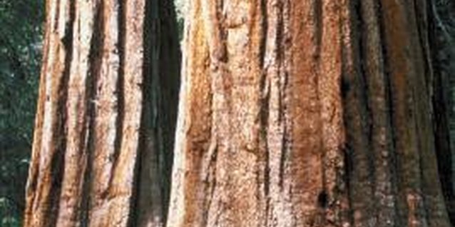 Jupiterimages/Photos.com/Getty Images Spider mites may prevent the dawn redwood from reaching its full potential.