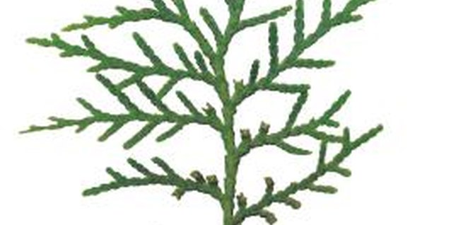 Jupiterimages/Photos.com/Getty Images White cedar foliage emits a soft fragrance that permeates its immediate surroundings.