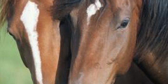 David De Lossy/Photodisc/Getty Images Do not plant Savannah holly where horses can gain access to them.
