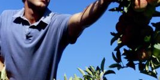 IT Stock Free/Polka Dot/Getty Images The process of bagging apples to prevent pests and disease originated in Japan.