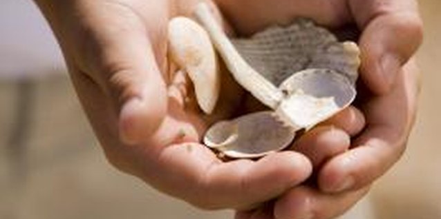 Comstock Images/Comstock/Getty Images Collecting them seemed like such a good idea while you were at the beach.