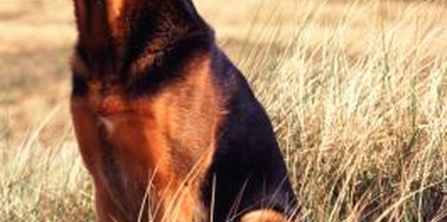 John Foxx/Stockbyte/Getty Images Large dogs or hot weather are common causes of burnt spots on lawns.