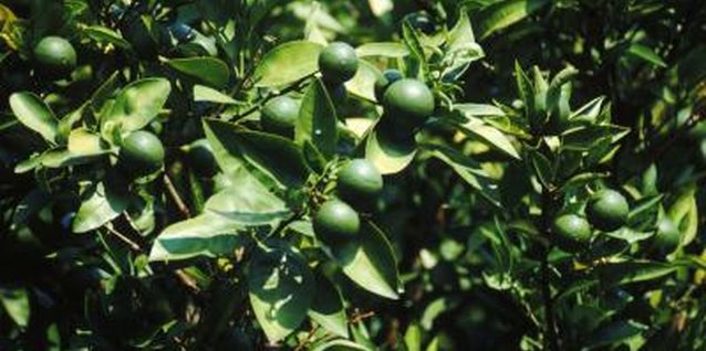 John Foxx/Stockbyte/Getty Images Test a lime if you're not sure if your fruits are ripe.