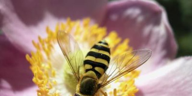 Ablestock.com/AbleStock.com/Getty Images Teach your toddler about the bee with simple lesson plans.