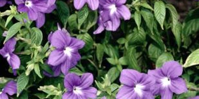 Jupiterimages/Photos.com/Getty Images Vinca is an adequate groundcover.