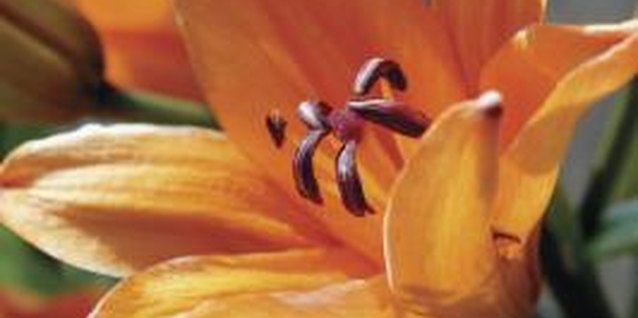 Medioimages/Photodisc/Photodisc/Getty Images Divide perennials, such as daylilies and peonies, every three to five years to avoid overcrowding.