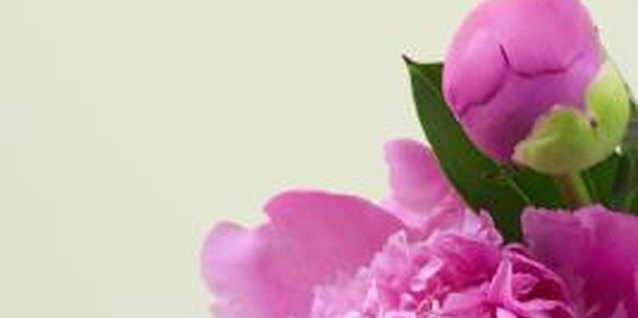 Dynamic Graphics/Polka Dot/Getty Images Garden peonies can sometimes coexist well with rhododendrons.