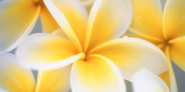 Goodshoot/Goodshoot/Getty Images Plumeria is found in dozens of color combinations.